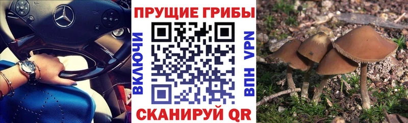 Псилоцибиновые грибы Psilocybine cubensis  Купить  Мостовской 